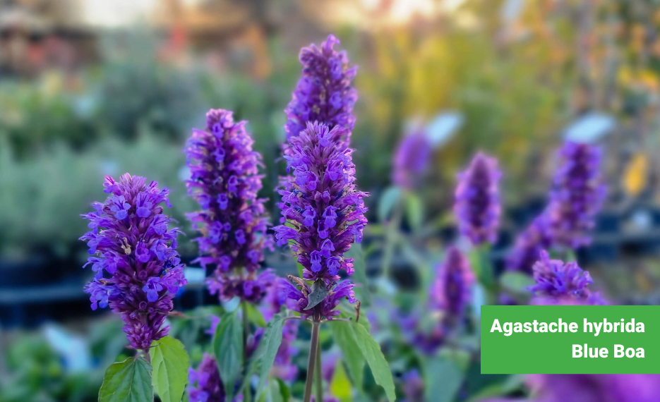 Agastache hybrida Blue Boa with deep blue flowers